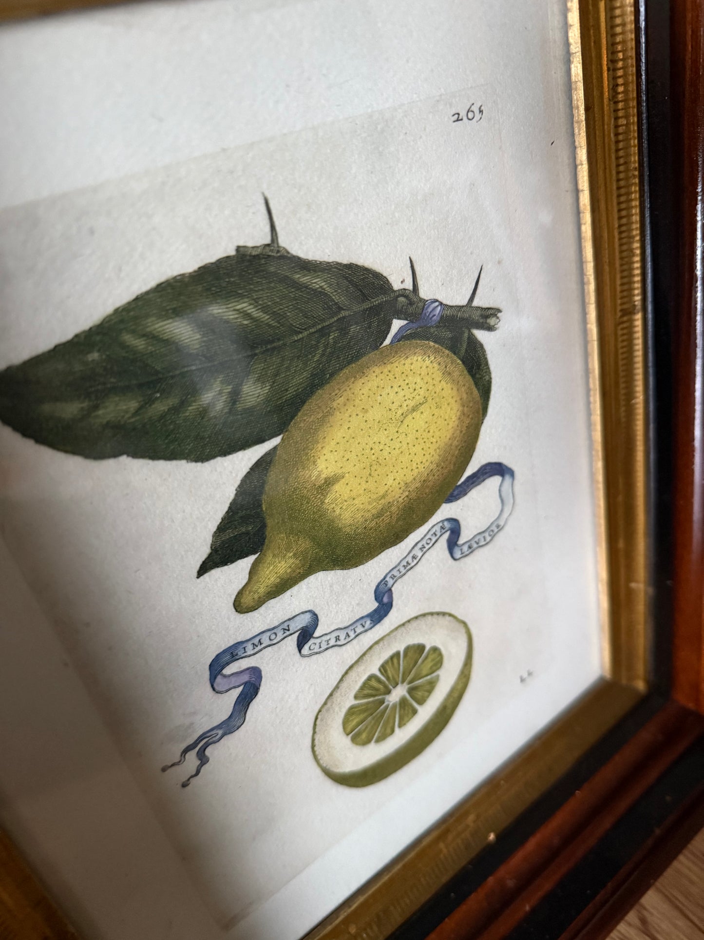 Hand-Colored Restrike Antique Ferrari Lemon