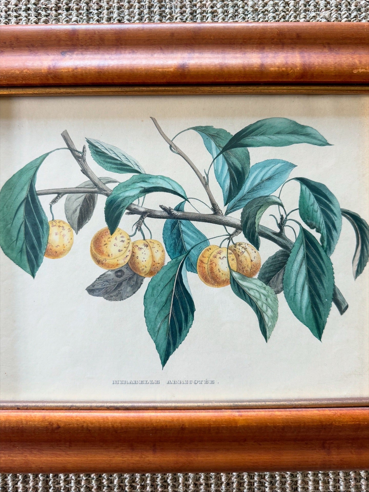 Antique French Mirabelle Abricotée Colored Print