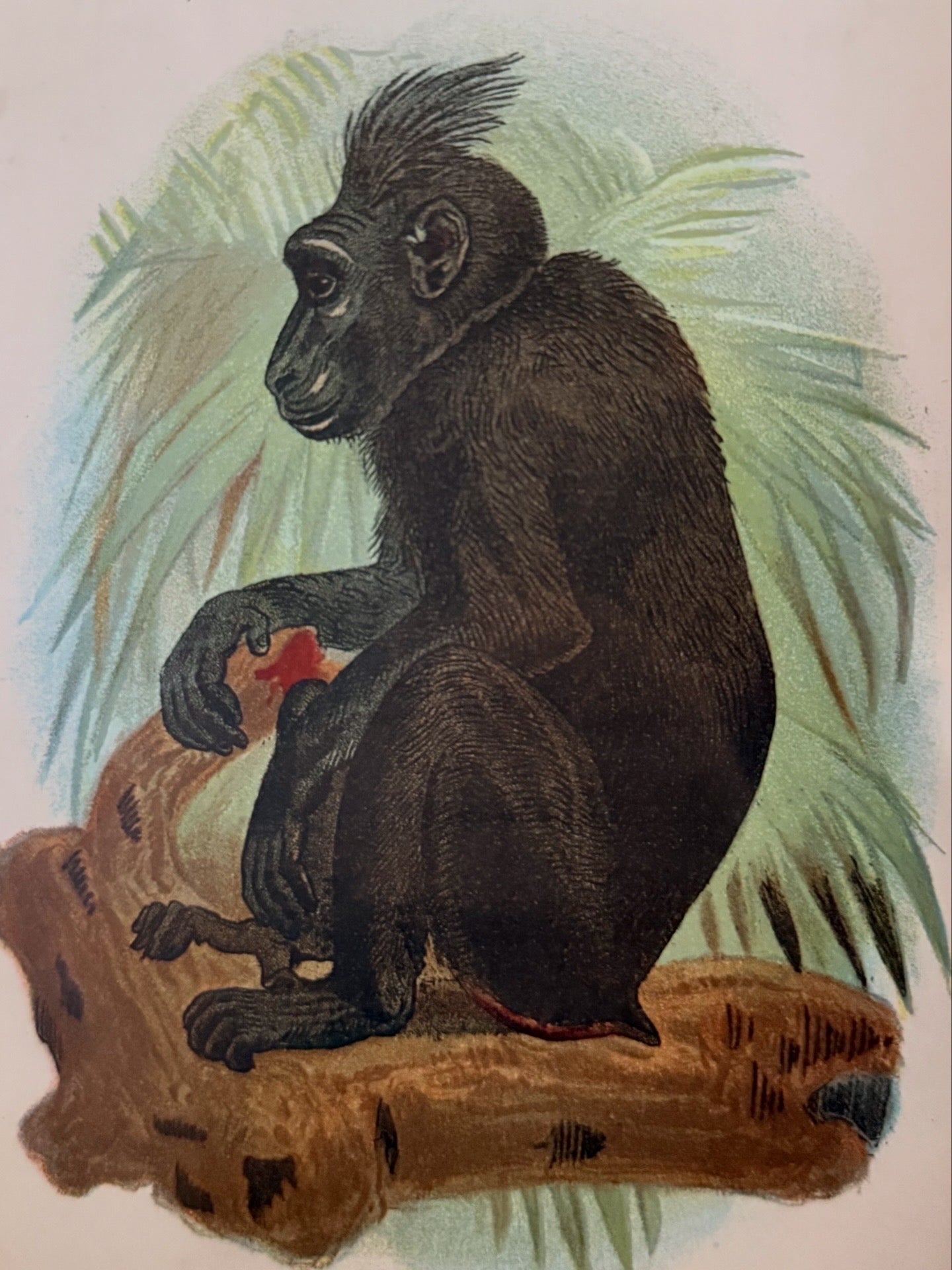 Antique Hand-Colored Lithograph, The Celebean Black Baboon