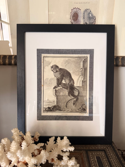 Antique Copper Plate Engraving, “Moustac”