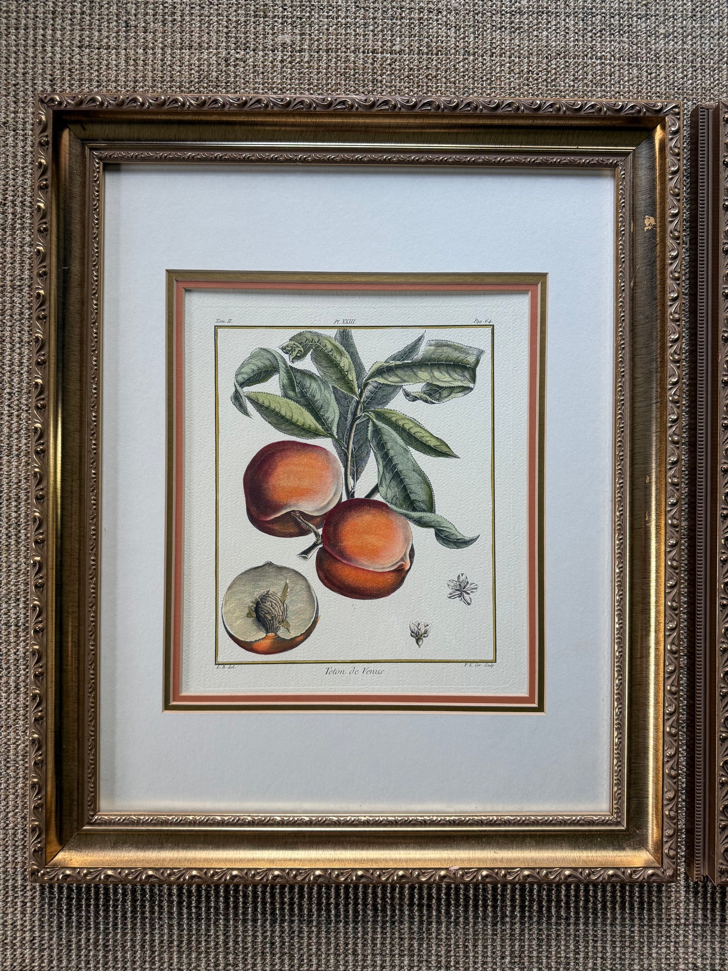 Hand Colored French Botanical Engraving