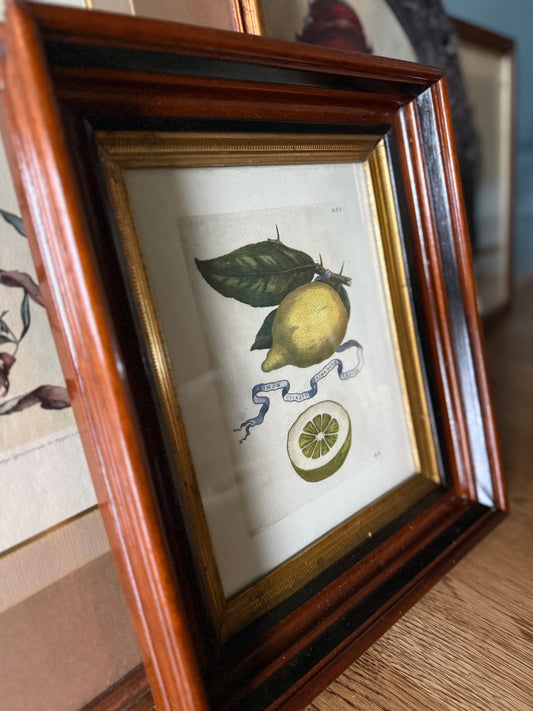 Hand-Colored Restrike Antique Ferrari Lemon