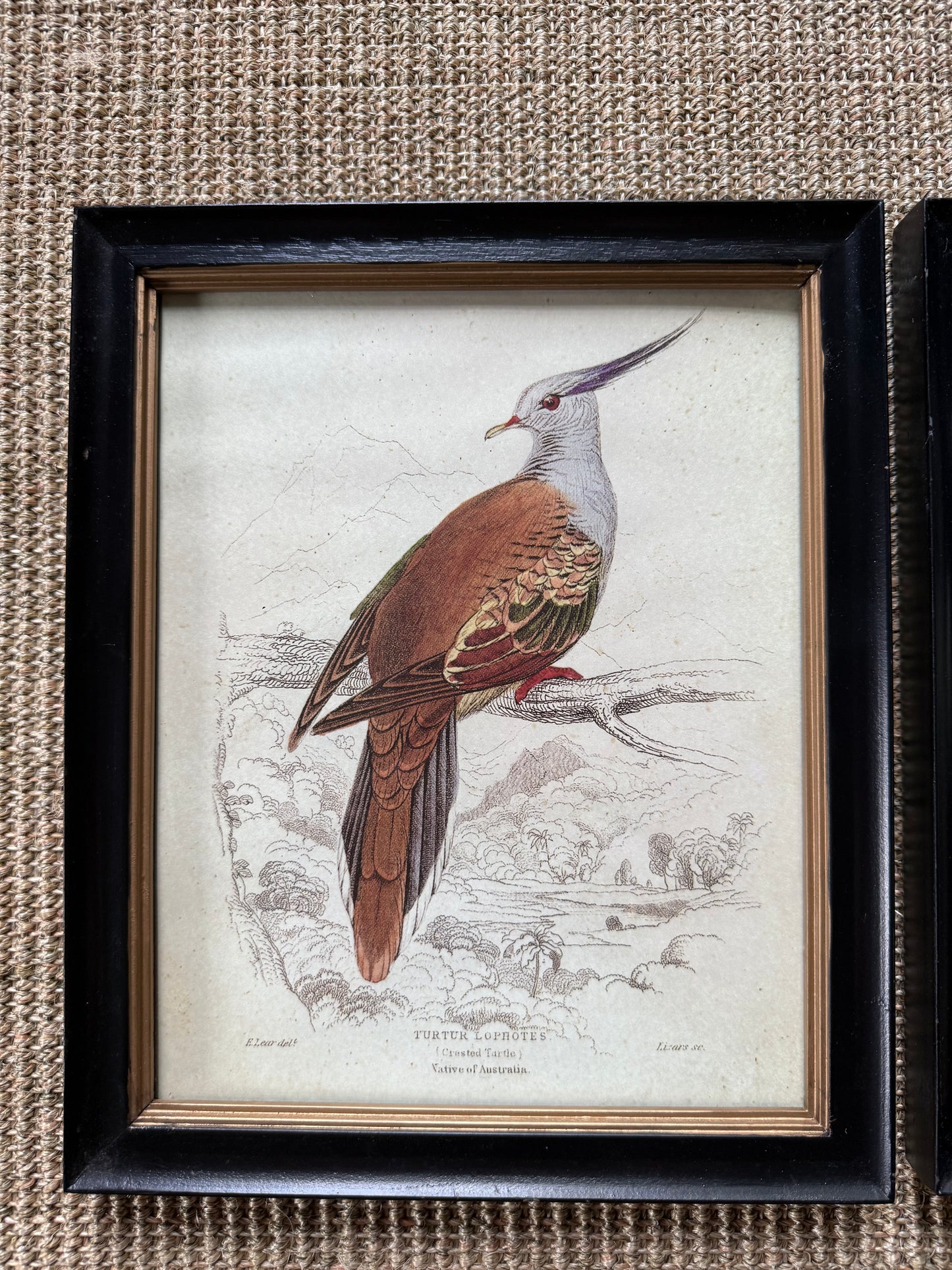 Pair of Offset Bird Prints