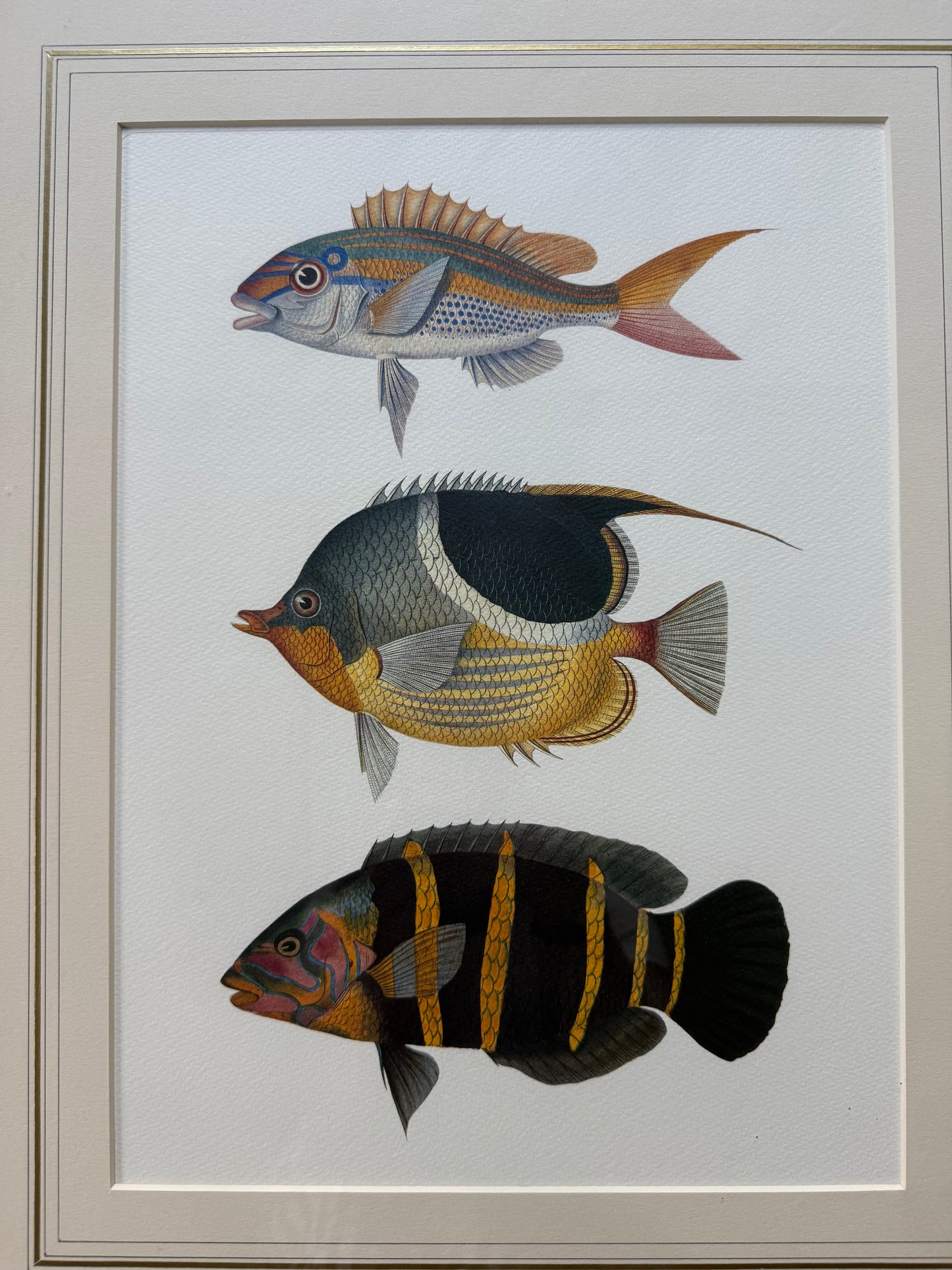 Offset Colored Fish Print
