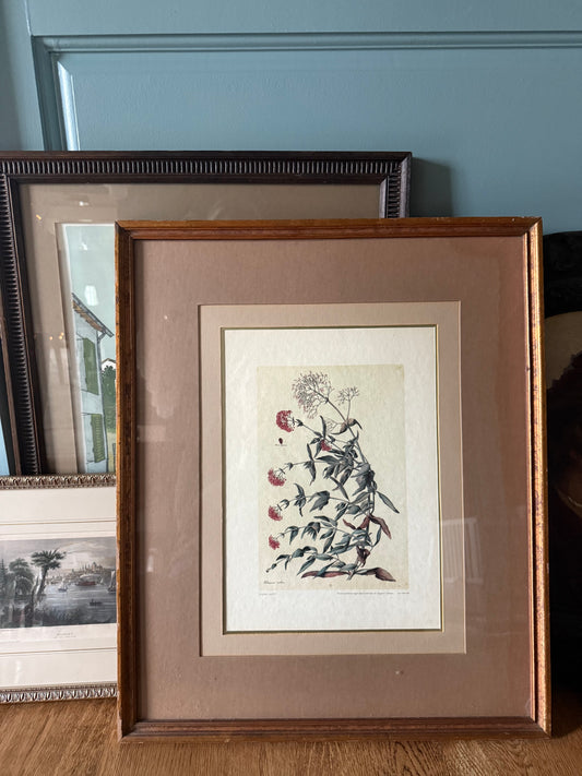 Hand-Colored Italian Etching