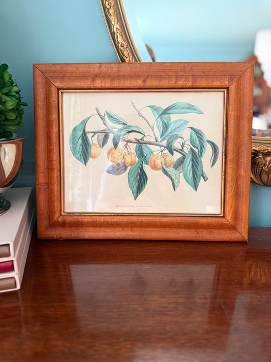 Antique French Mirabelle Abricotée Colored Print