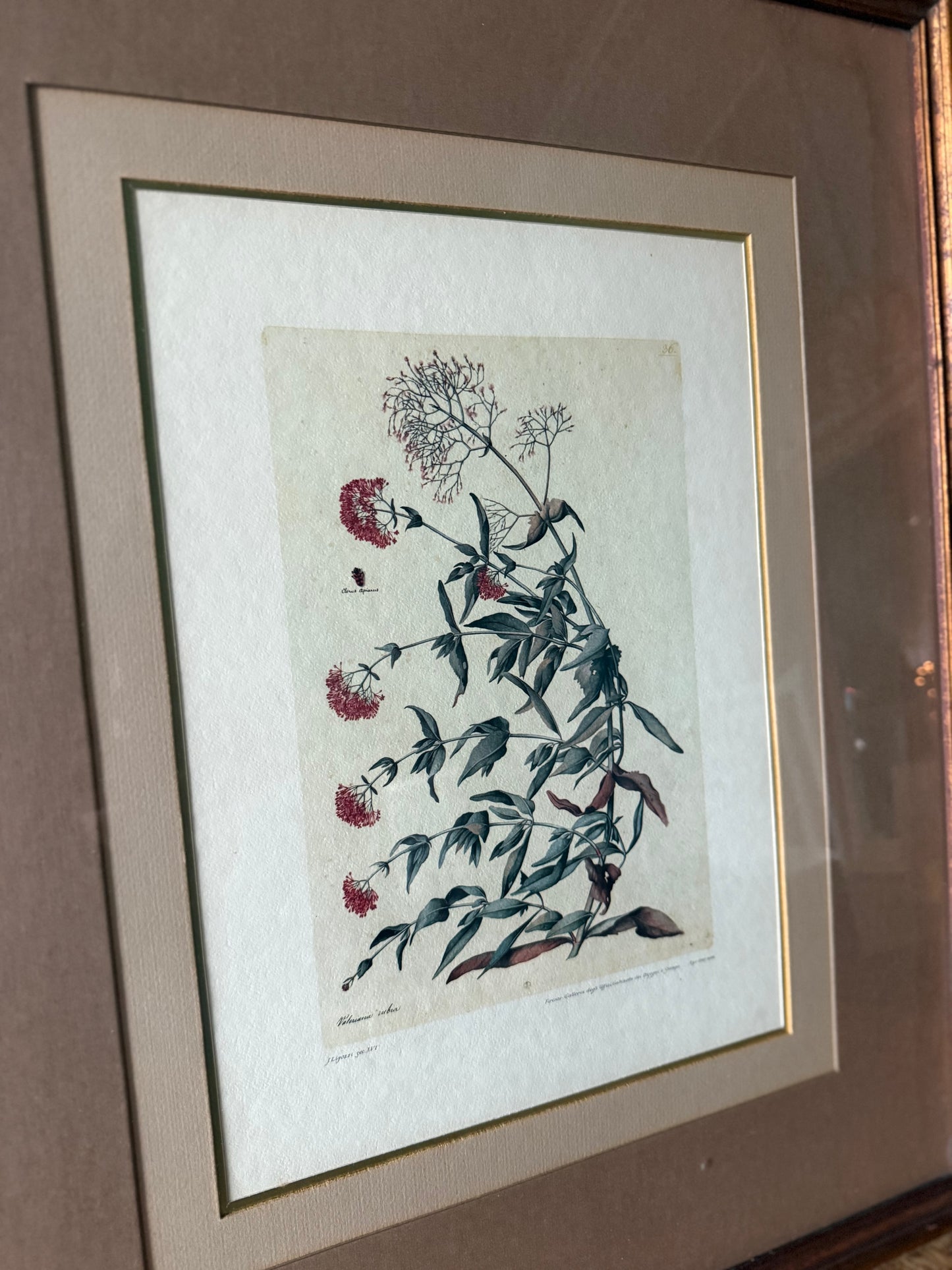 Hand-Colored Italian Etching