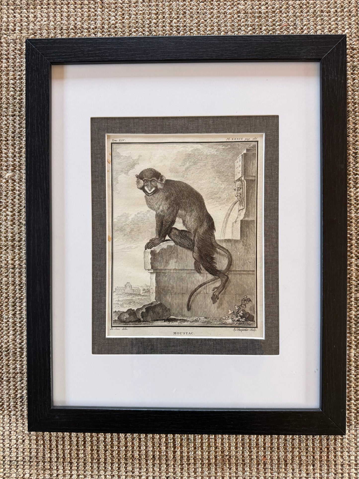 Antique Copper Plate Engraving, “Moustac”