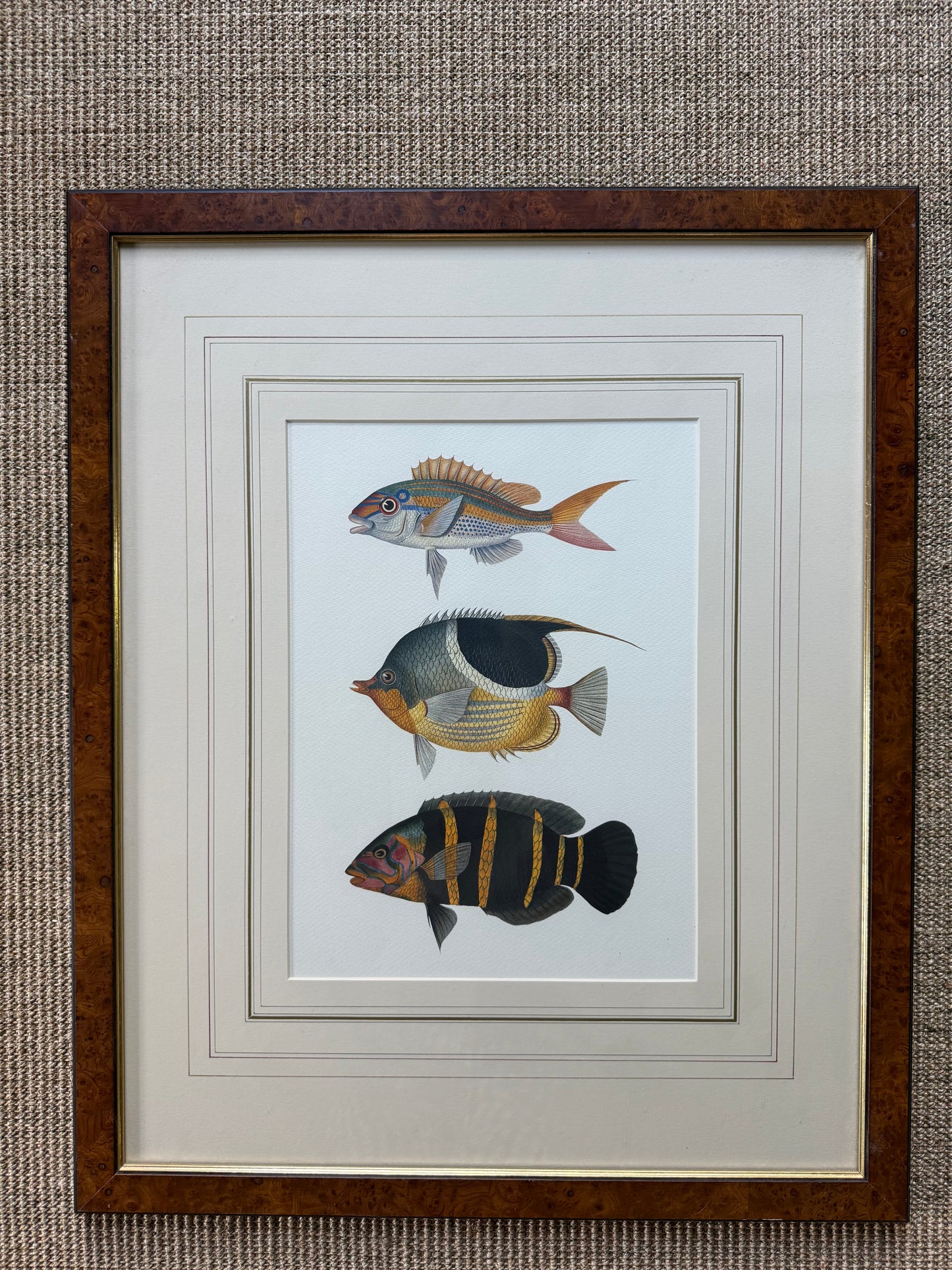 Offset Colored Fish Print