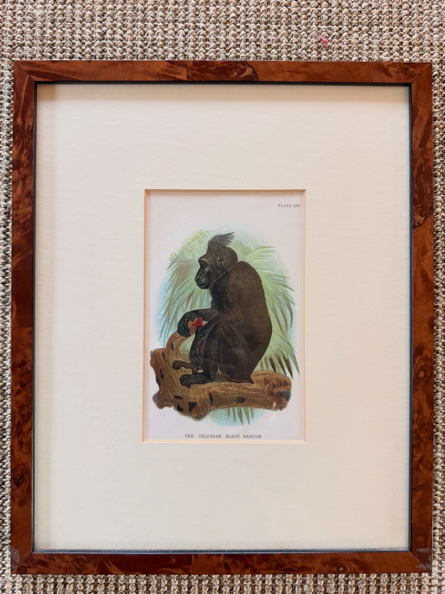 Antique Hand-Colored Lithograph, The Celebean Black Baboon