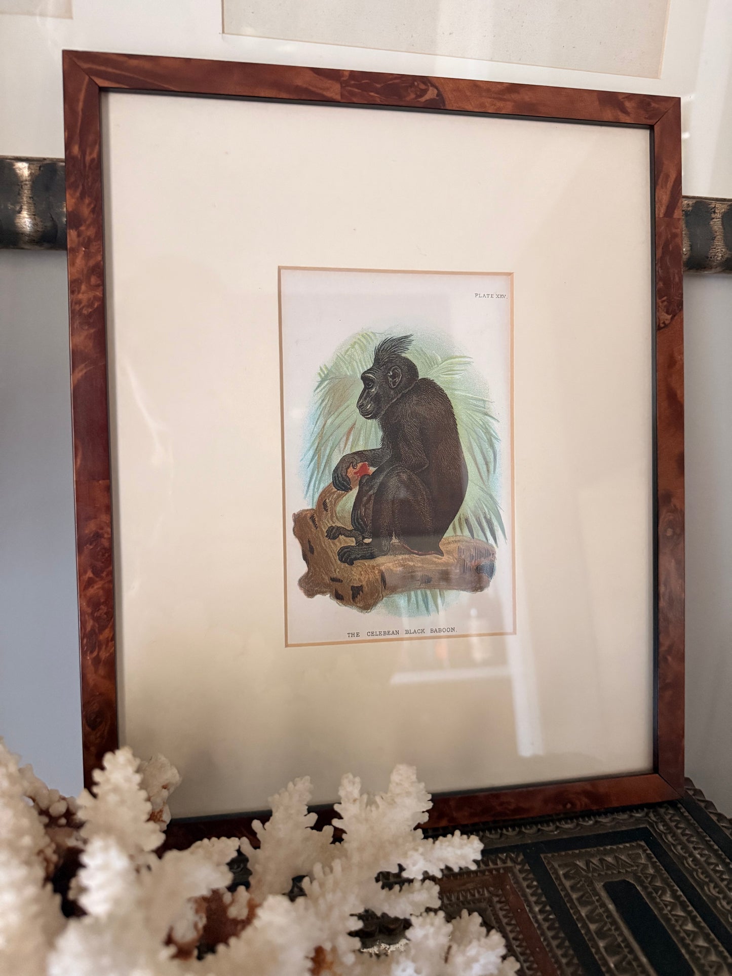 Antique Hand-Colored Lithograph, The Celebean Black Baboon
