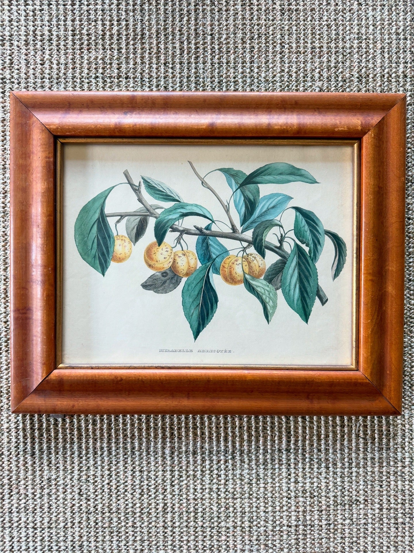 Antique French Mirabelle Abricotée Colored Print