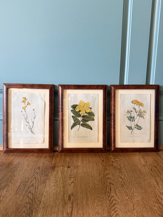 Antique Hand-colored Copperplate Botanical Engravings by William Curtis