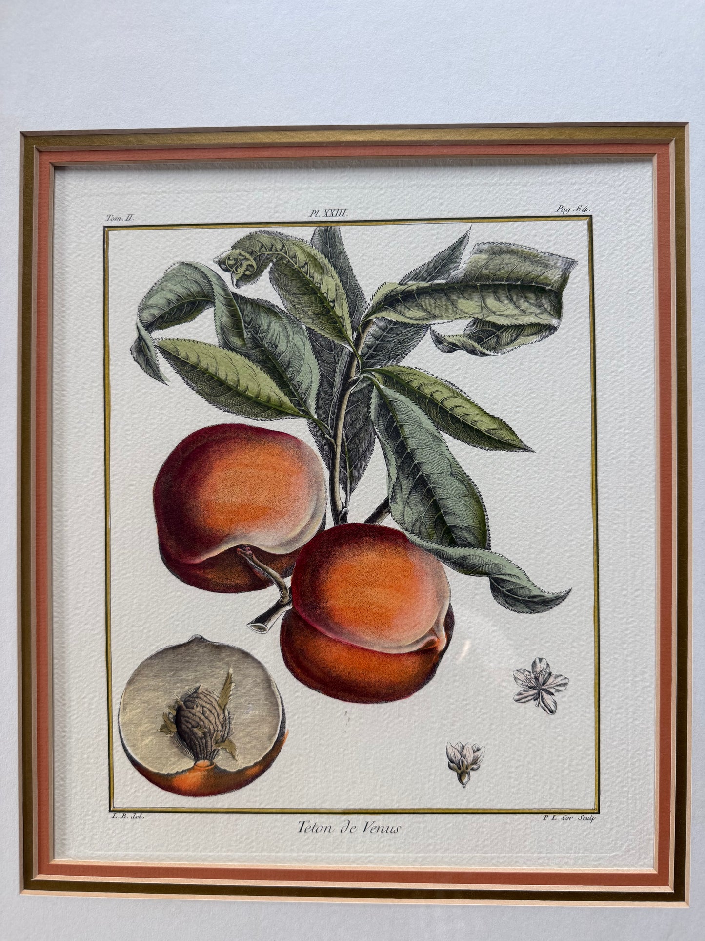 Hand Colored French Botanical Engraving