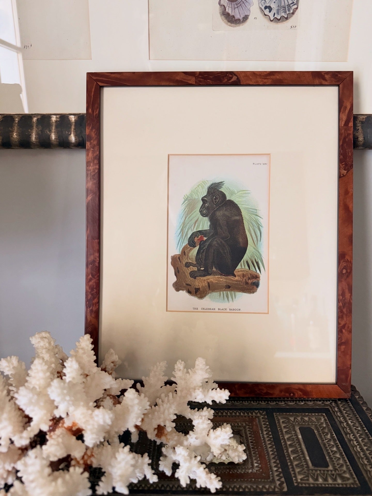 Antique Hand-Colored Lithograph, The Celebean Black Baboon