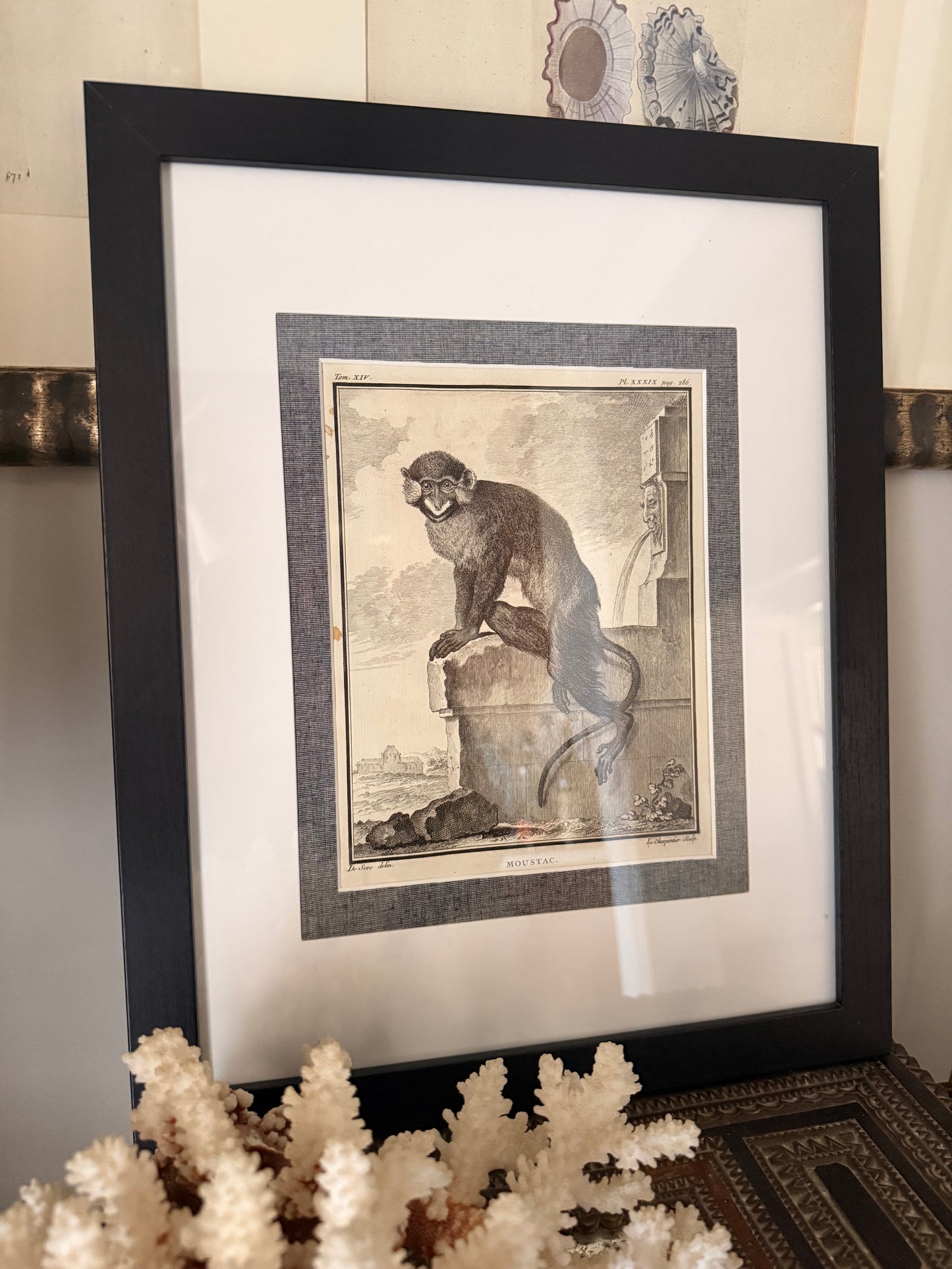 Antique Copper Plate Engraving, “Moustac”