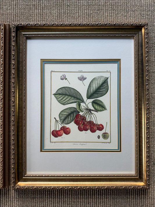 Hand Colored French Botanical Engraving