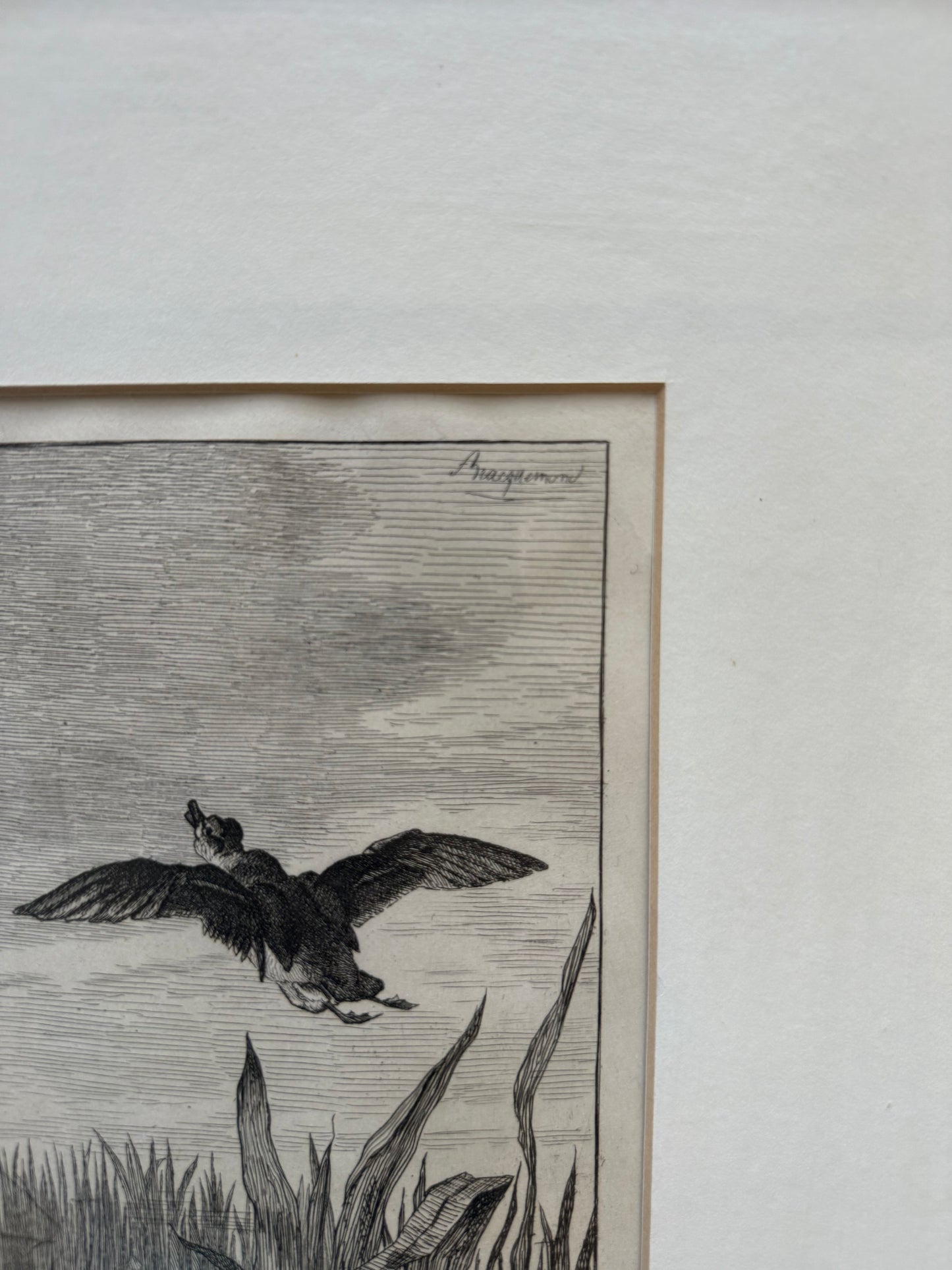 Felix Bracquemond (French 1833–1914), Ducks In Flight Etching